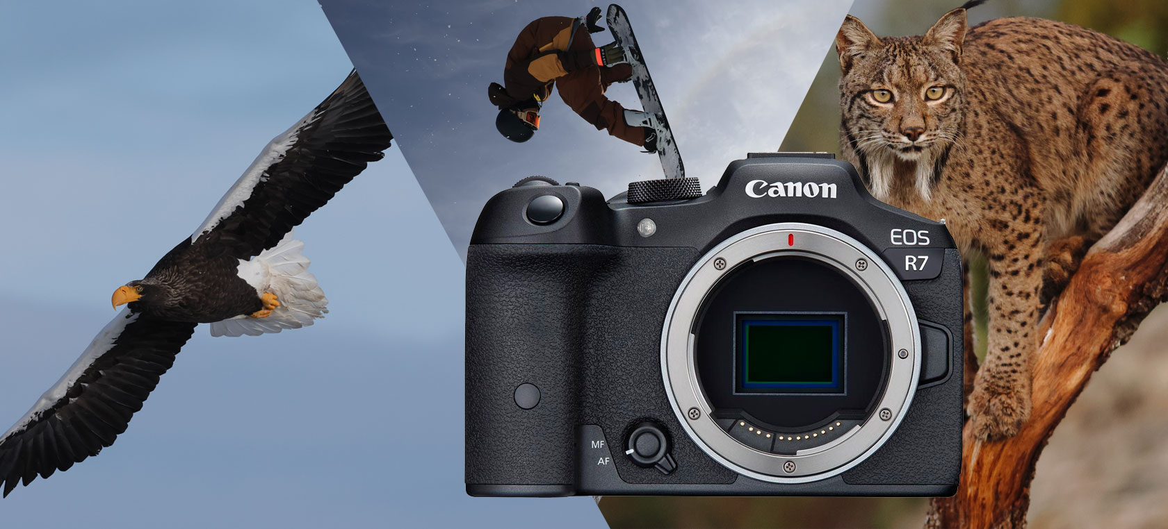 Canon EOS R7 - Explore the Wild!