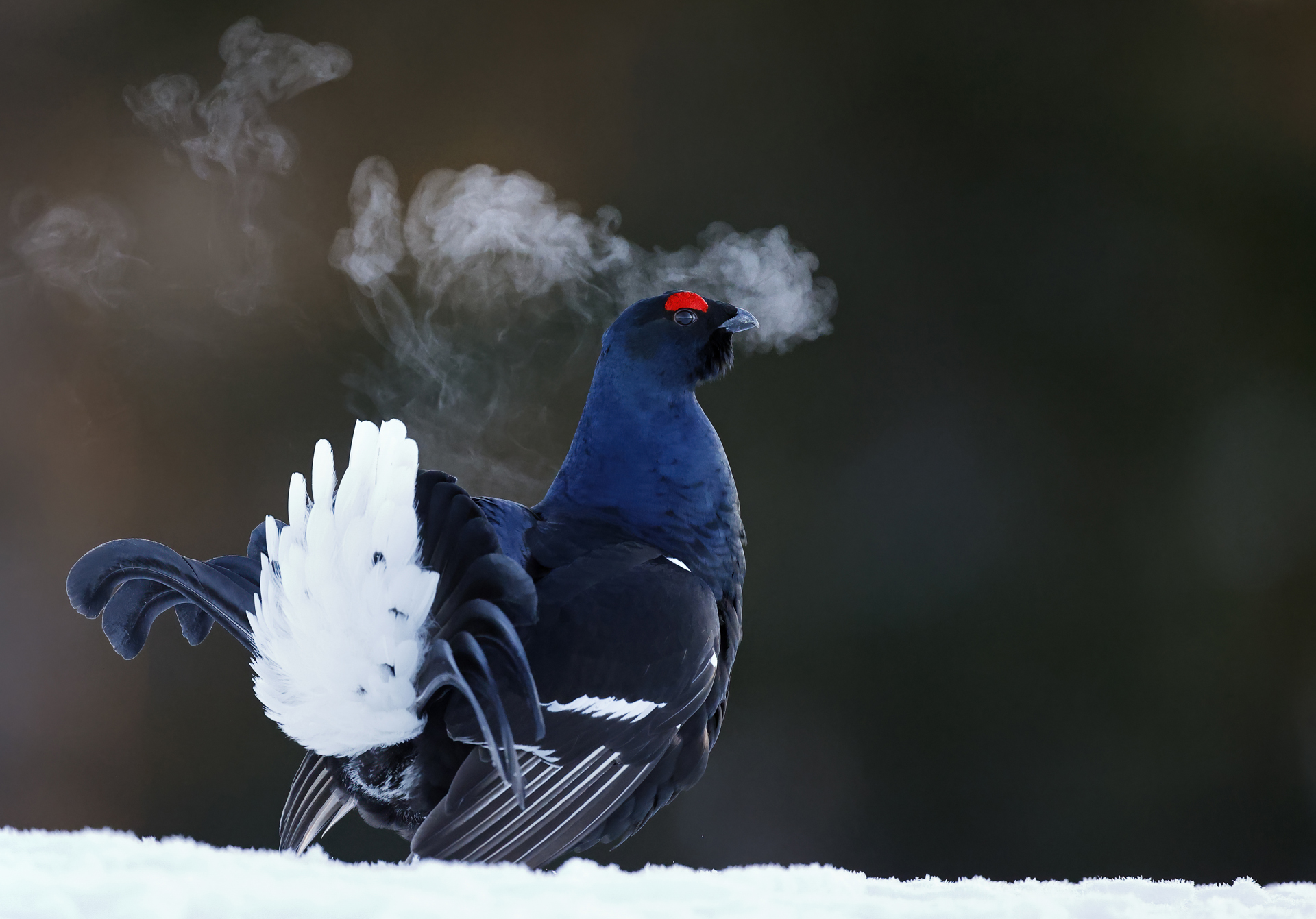 Kehittyvä tekniikka tuo uusia ulottuvuuksia lintukuvaukseen