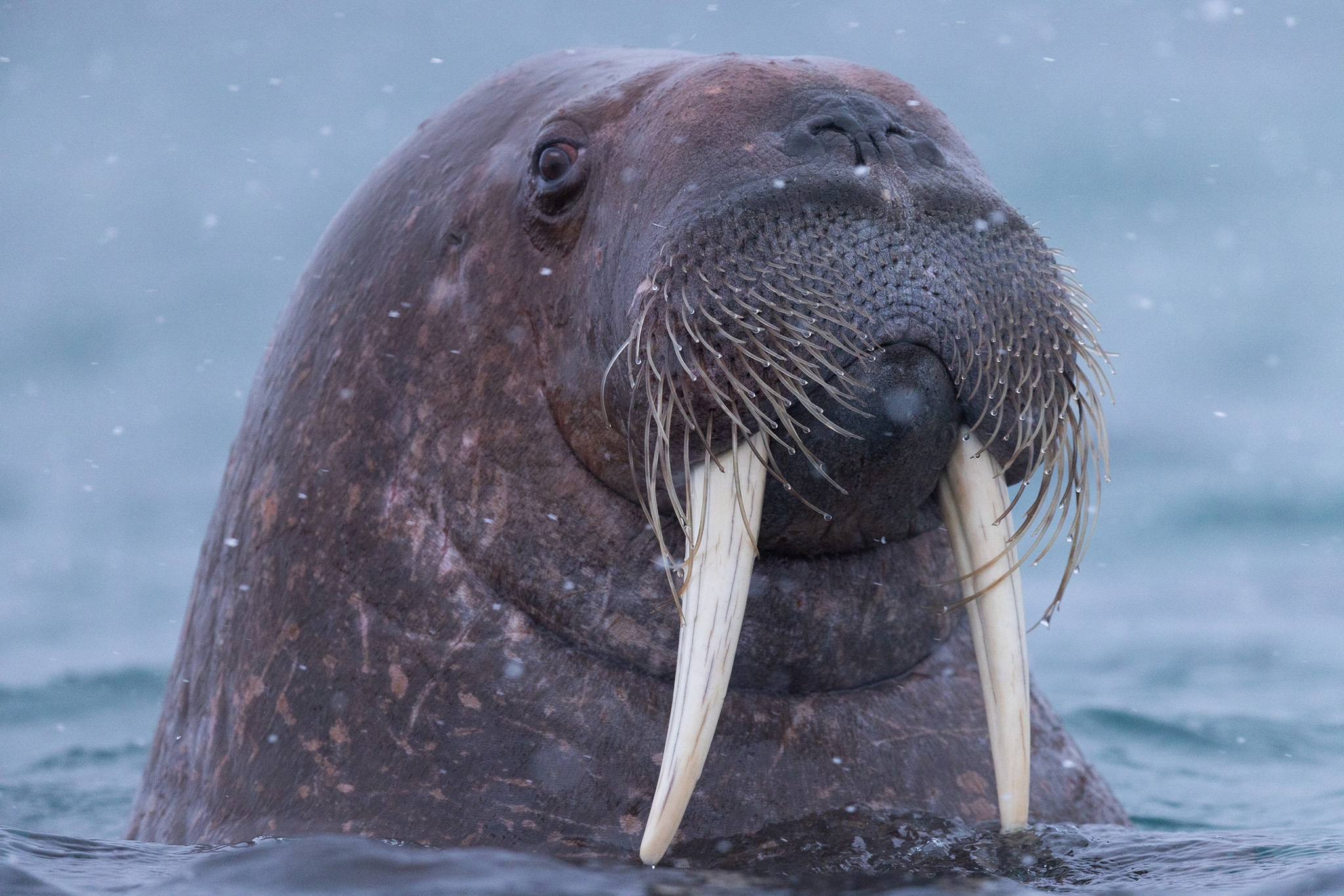 Svalbard - Jääkarhun jäljillä - osa 2