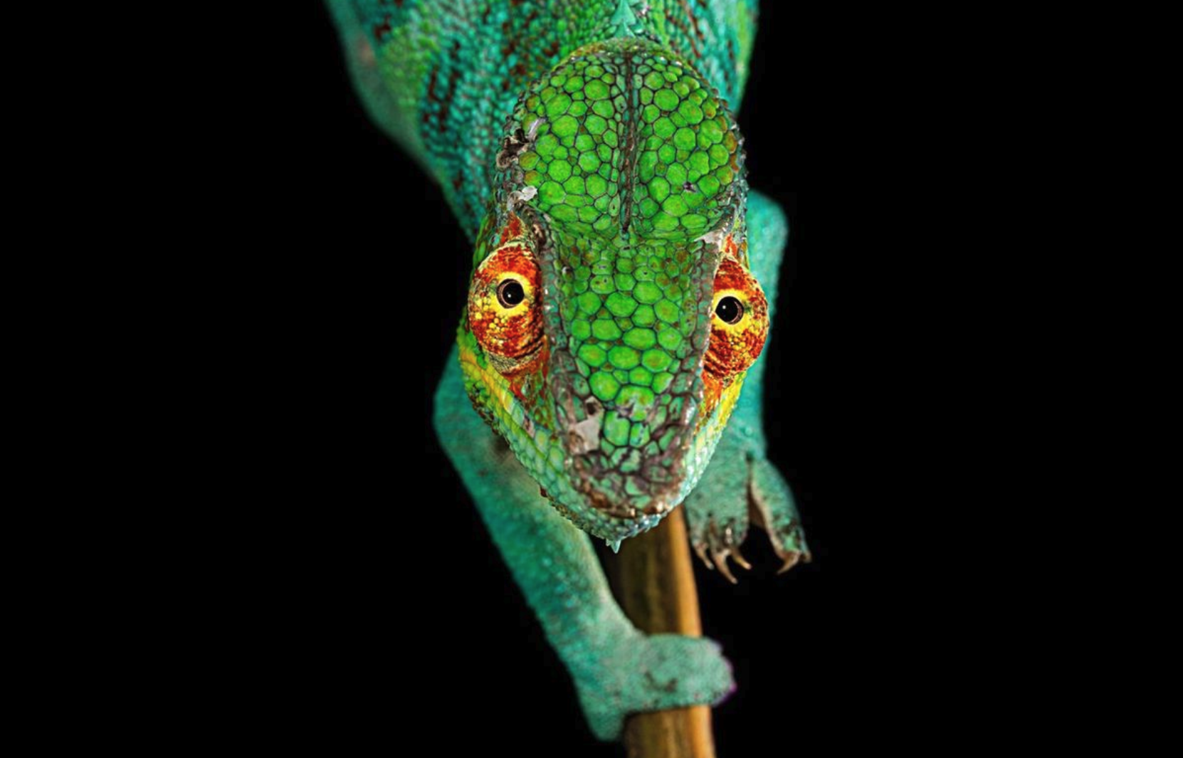 Parhaat Canon-objektiivit makrokuvaukseen