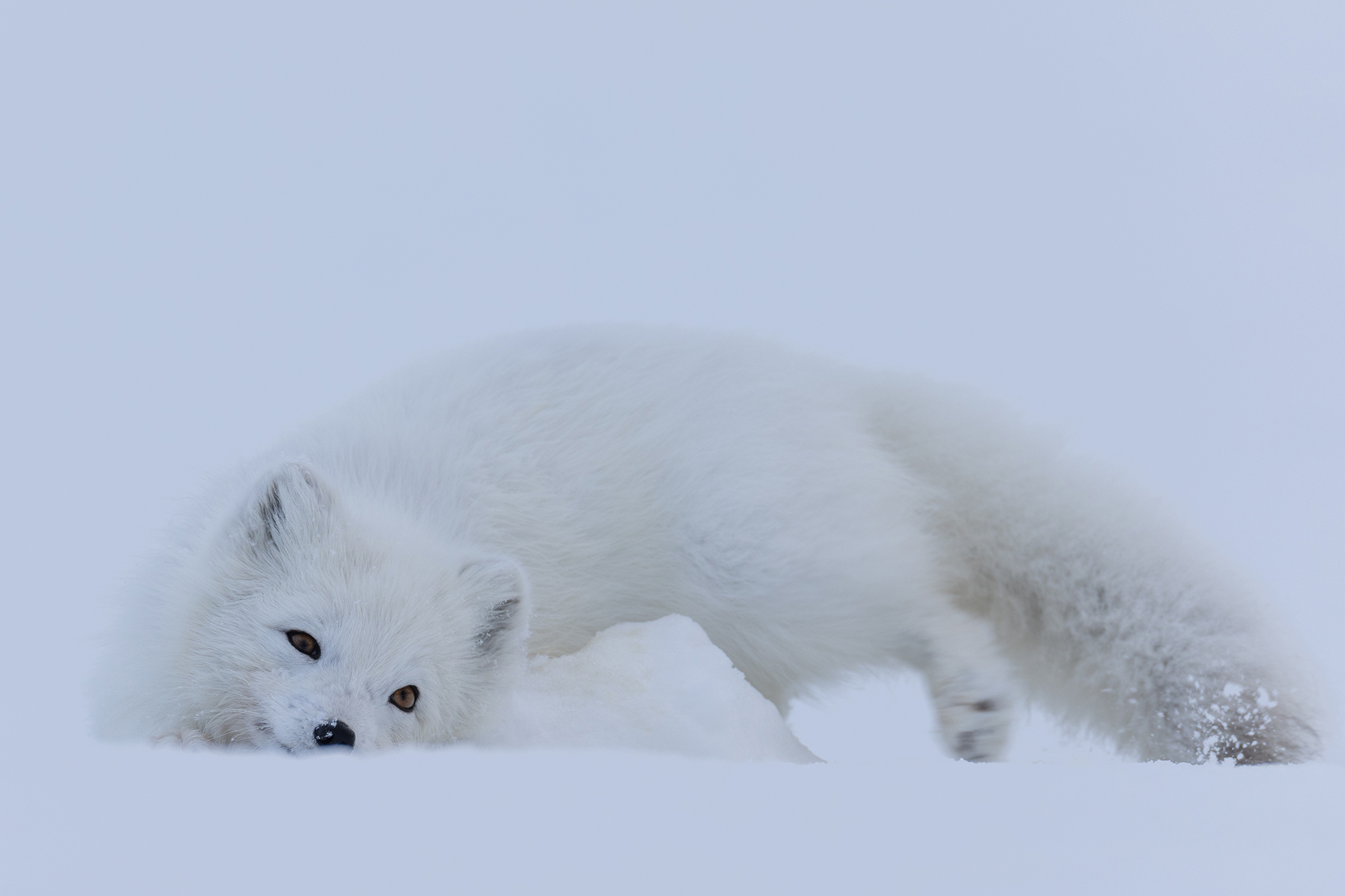 Svalbard - Jääkarhun jäljillä - osa 3
