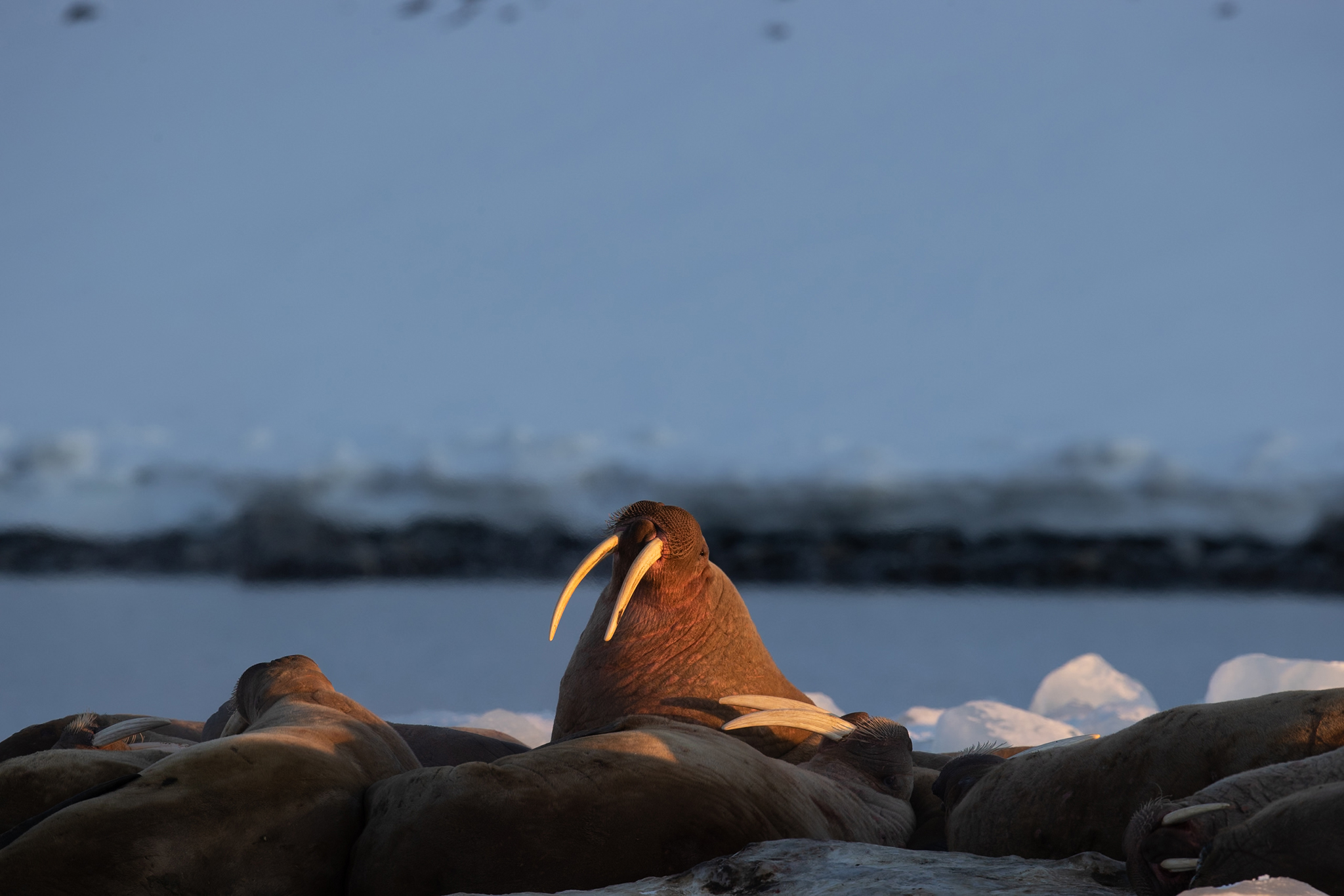 Svalbard - Jääkarhun jäljillä - osa 5
