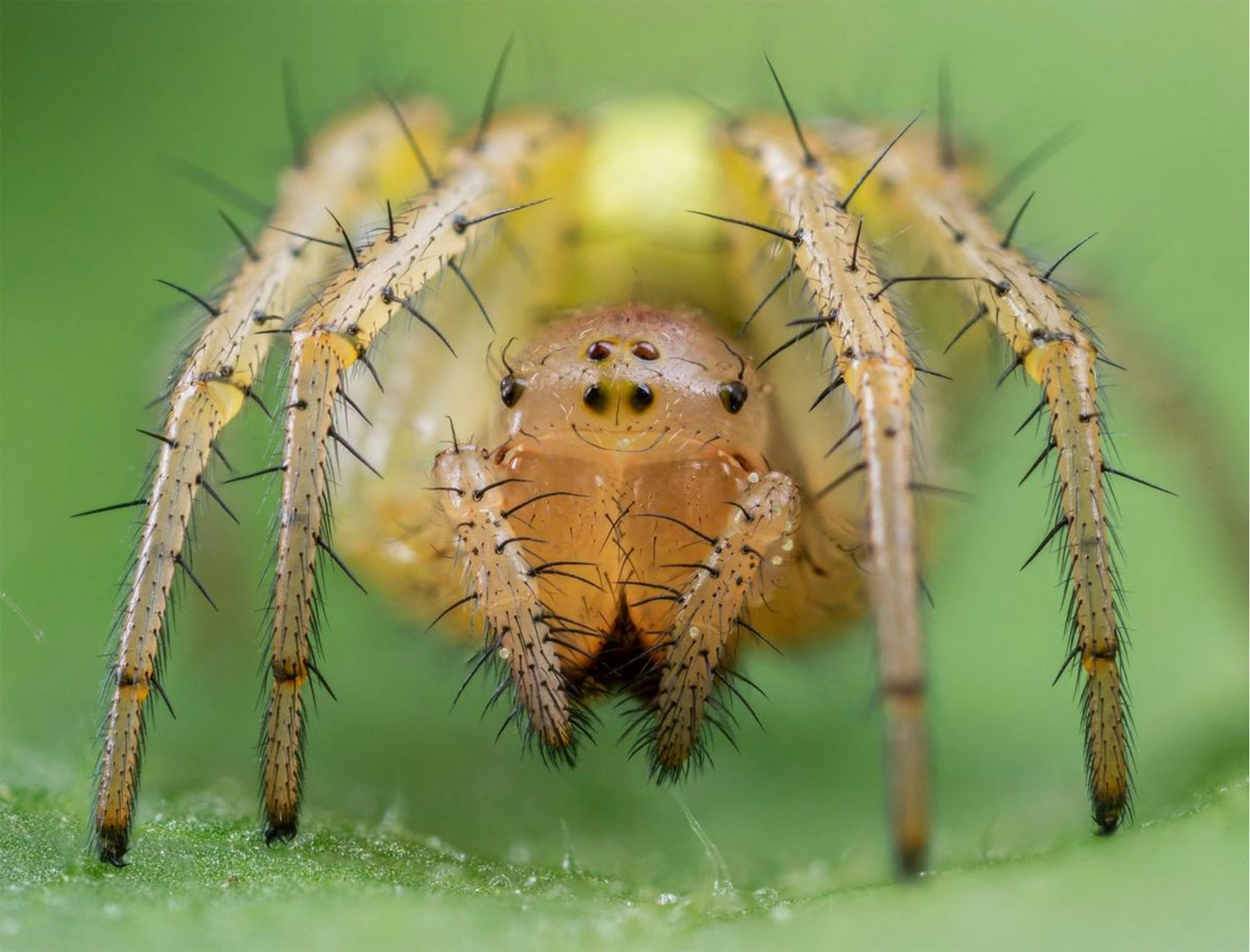 Enemmän yksityiskohtia tarkennuksen haarukoinnilla