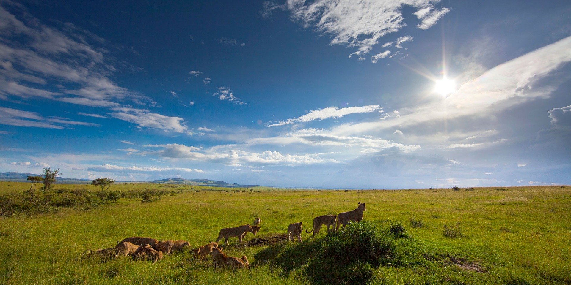 001_LeijonatSavannilla