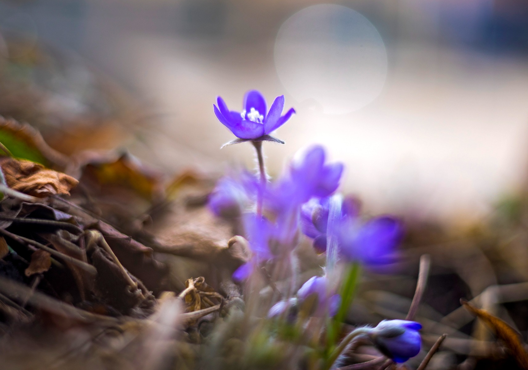 003_SinivuokotHelsinki_10042024_1