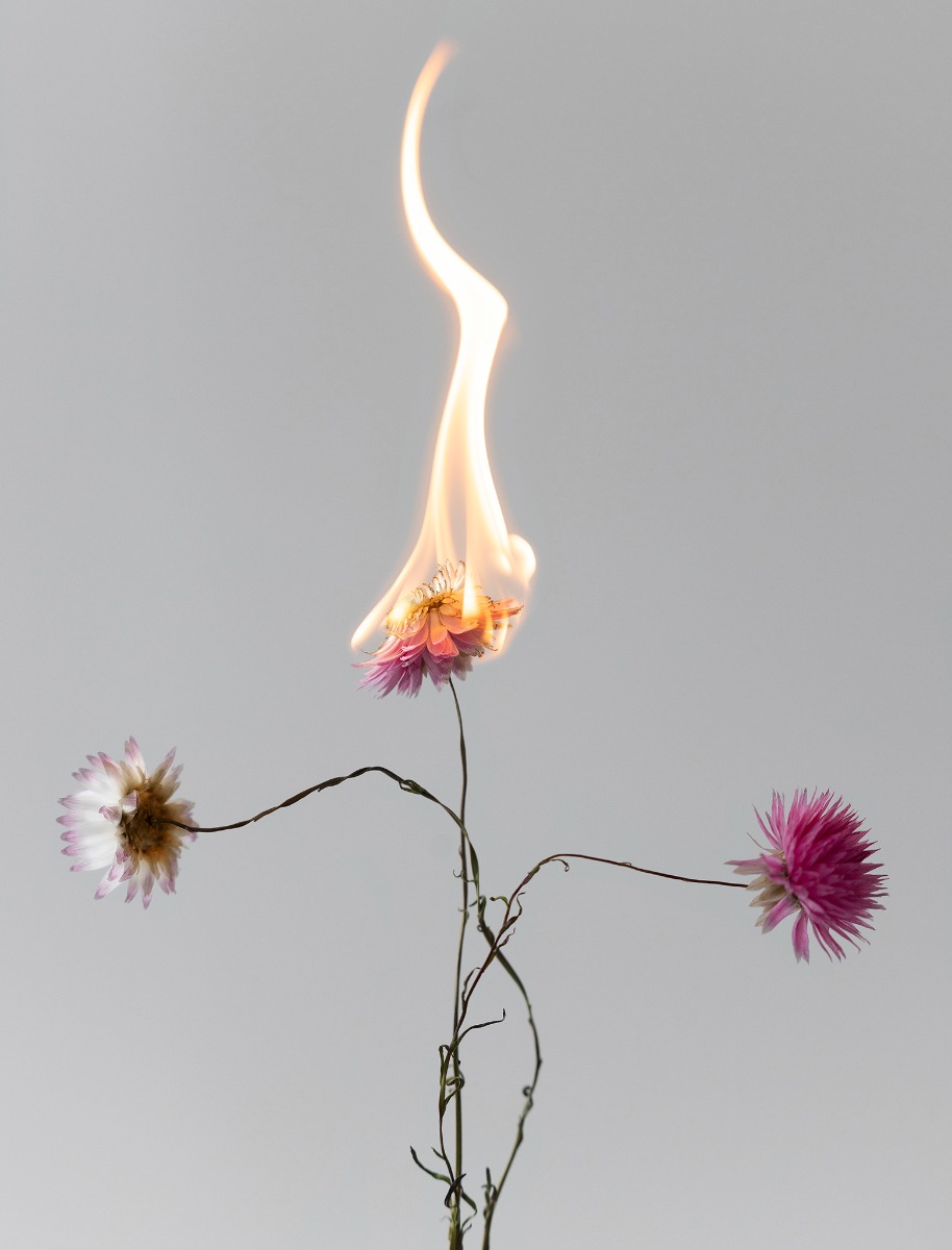 016_Palava_kukka_sarjasta_Katoavaisuus_2023