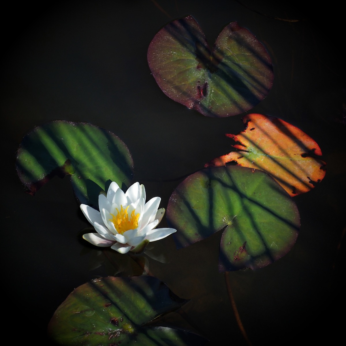 3C_Viimeiset_valonsa_teet_Kaisaniemessa_