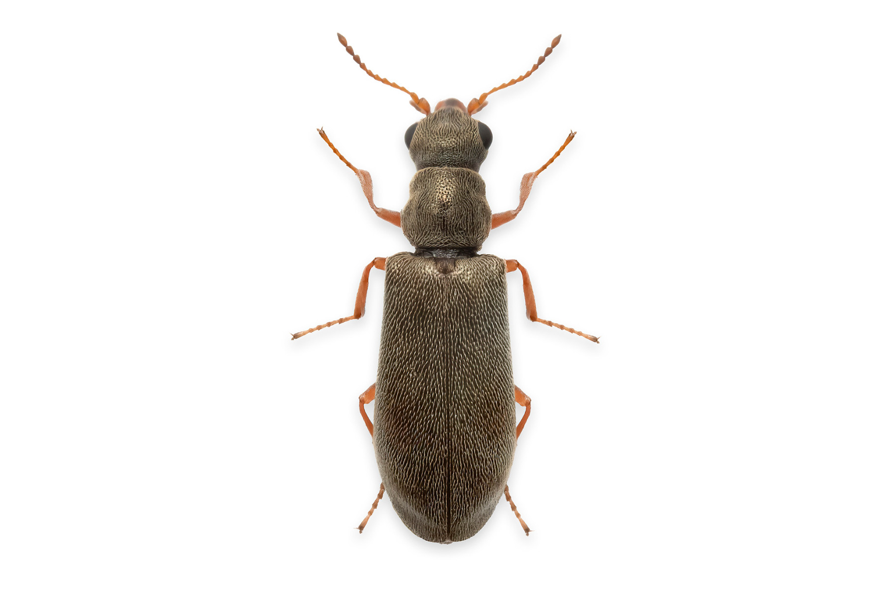 Danacea_pallipes