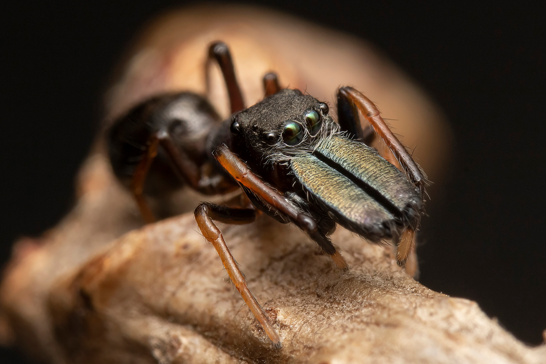 Muurahaishypykki