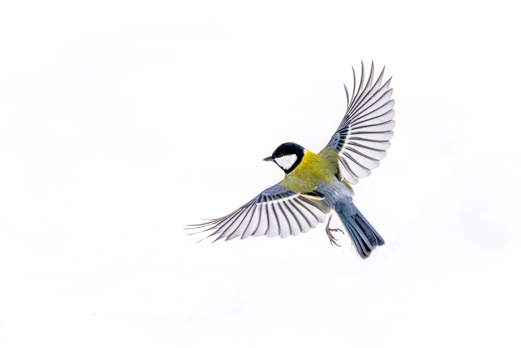 great-tit-in-flight-against-a-snowy-background