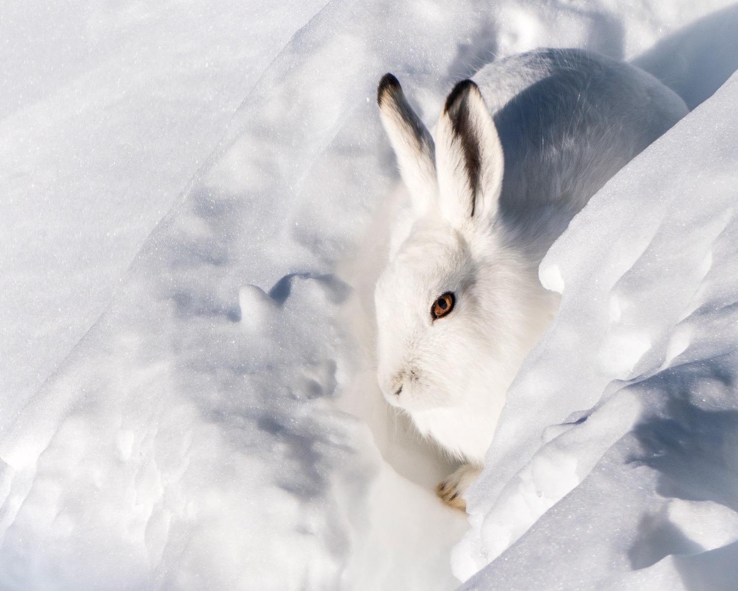 mountain-hare-sitting-in-the-snow