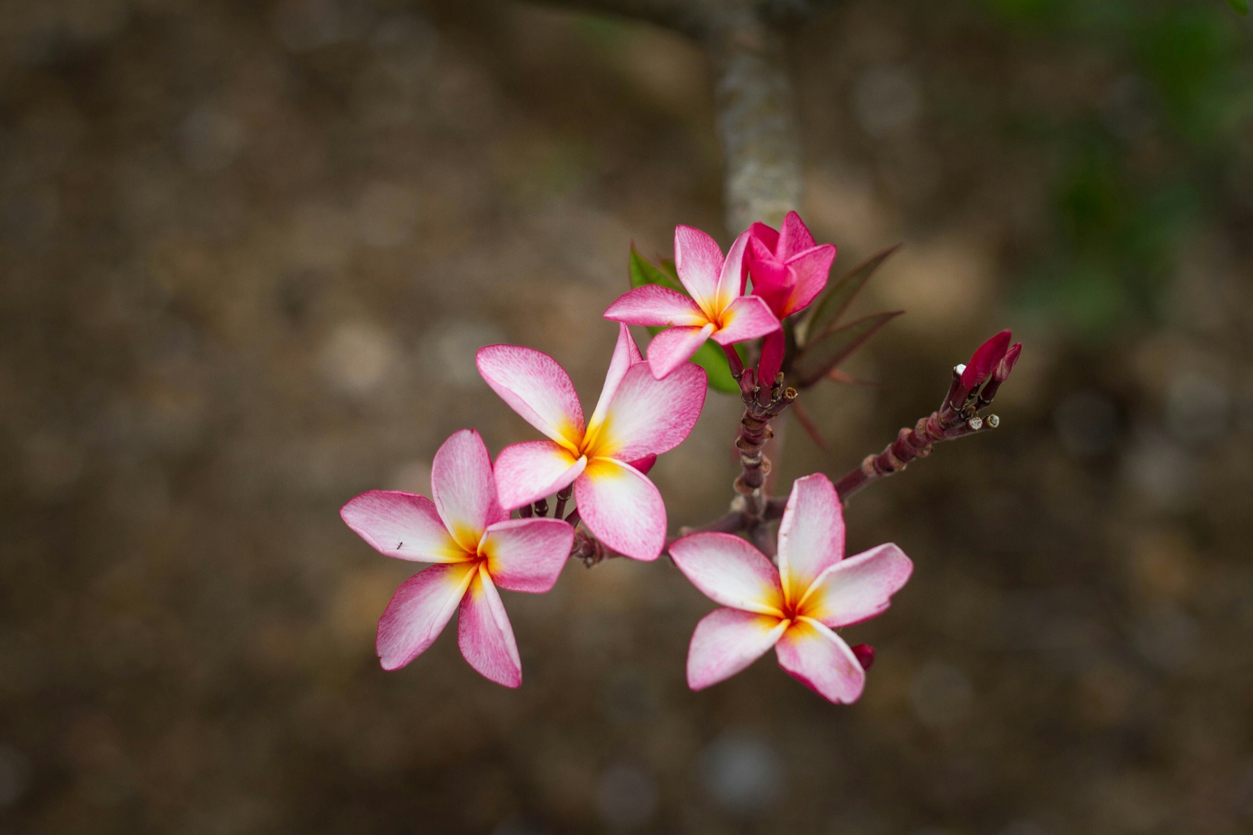 pew-nguyen-077zELONMNE-unsplash